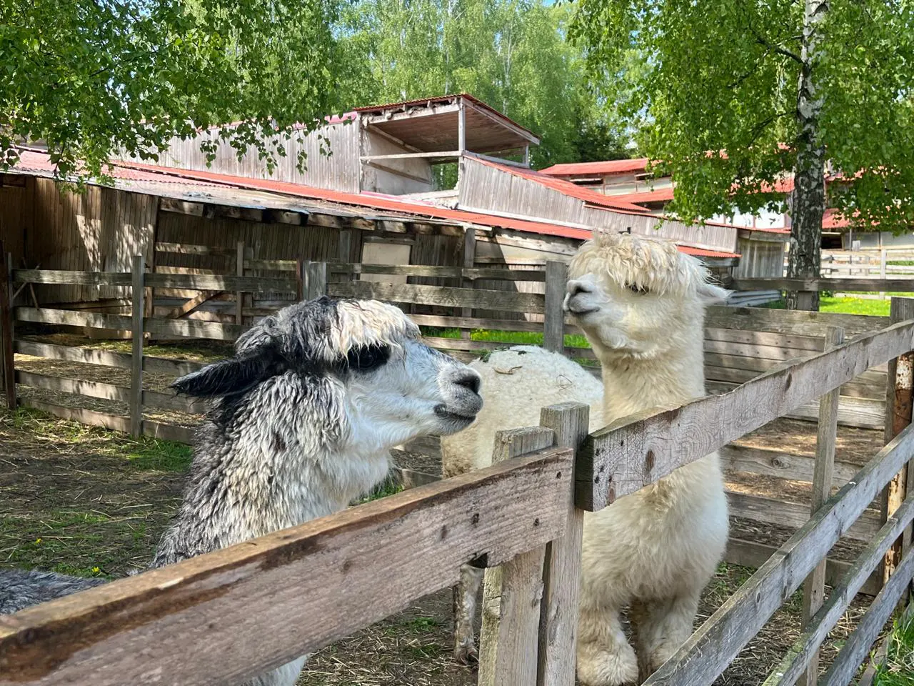 Ферма альпаки